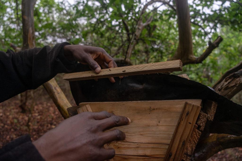 A man opens up a wooden beehive. In the background is dense forest. 