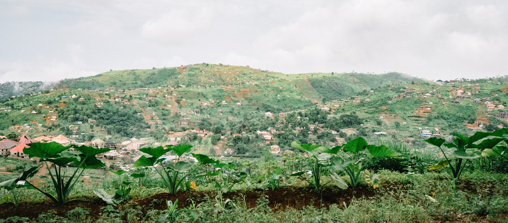 A lush, green Sierra Leone landscape