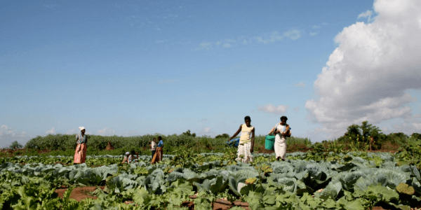 Women tend to crops in climate-affected parts of rural Malawi.