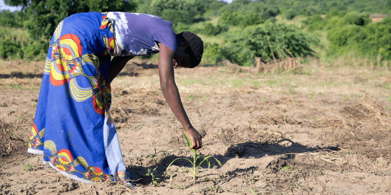 A woman dressed in blue bends over, inspecting crops in a dusty field.