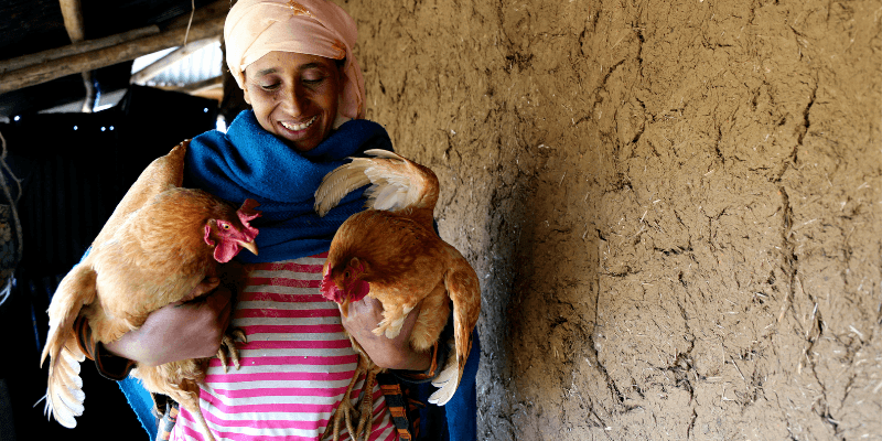 Fikerte, wearing a pink striped top, pink headscarf and blue wrap, holds two chickens outside her home in Ethiopia.