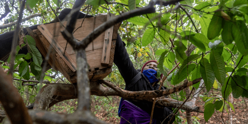 Esther, wearing a purple fleece and red hat, reaches up in to a tree to check a community beehive.