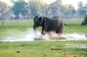 Elephant
